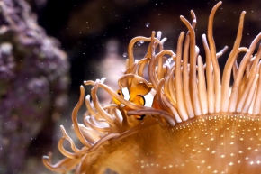 Aquarium de Par�s