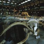 Museo de Historia Natural  © MNHN Laurent Bessol Museo de Historia Natural  © MNHN Laurent Bessol