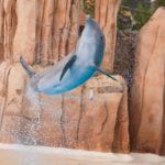 Parque Astérix, espectáculo de delfines © Sobczyk Parque Astérix, espectáculo de delfines © Sobczyk