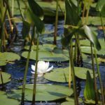 Nenúfares, Giverny Nenúfares, Giverny