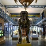 Clica aquí para saber más sobre el Museo Nacional de Historia Natural de París Museo Nacional de Historia Natural de París