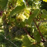 Clica aquí para saber más sobre la Visita a la Región de Champagne Visita a la Región de Champagne